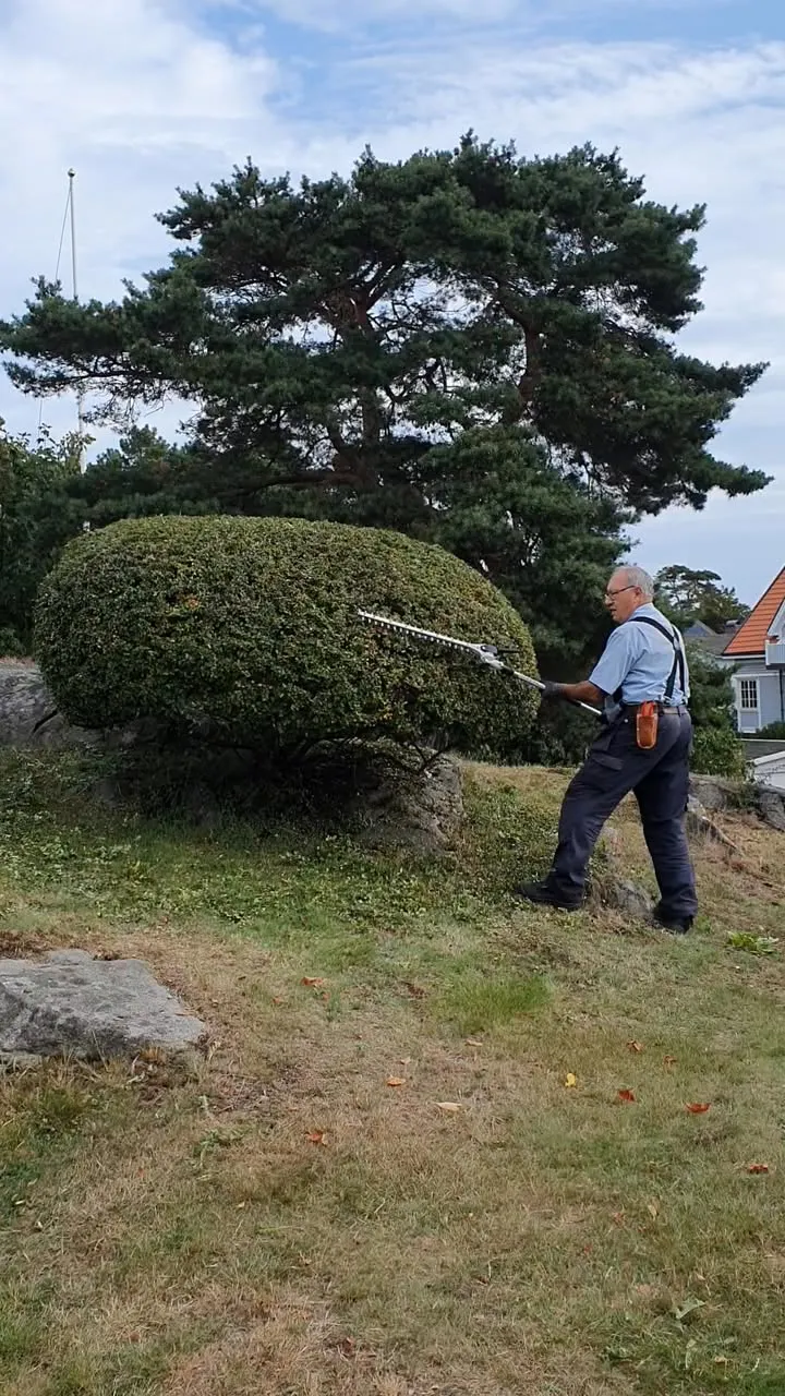 Professionell trädbeskärning i Göteborgs trädgård.